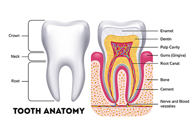 A Comprehensive Guide to Dental Health: Understanding the Different Parts of Your Teeth and How to Care for Each