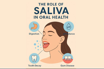 How Saliva Supports Your Oral Health How Saliva Supports Your Oral Health