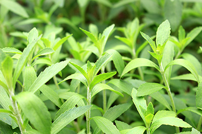 What is Stevia? What is Stevia?